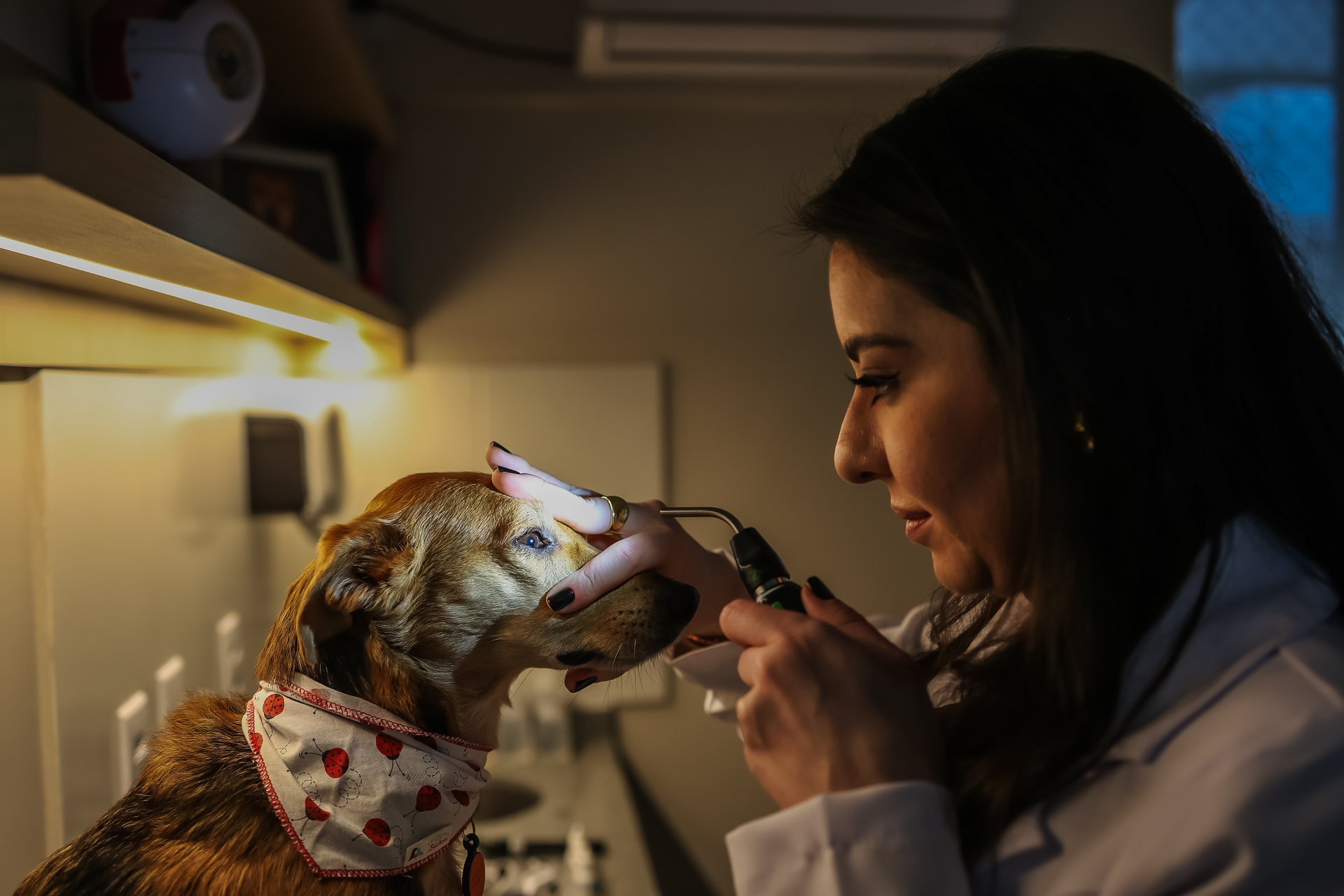 Dra. Marcela examinando os olhos de um cão