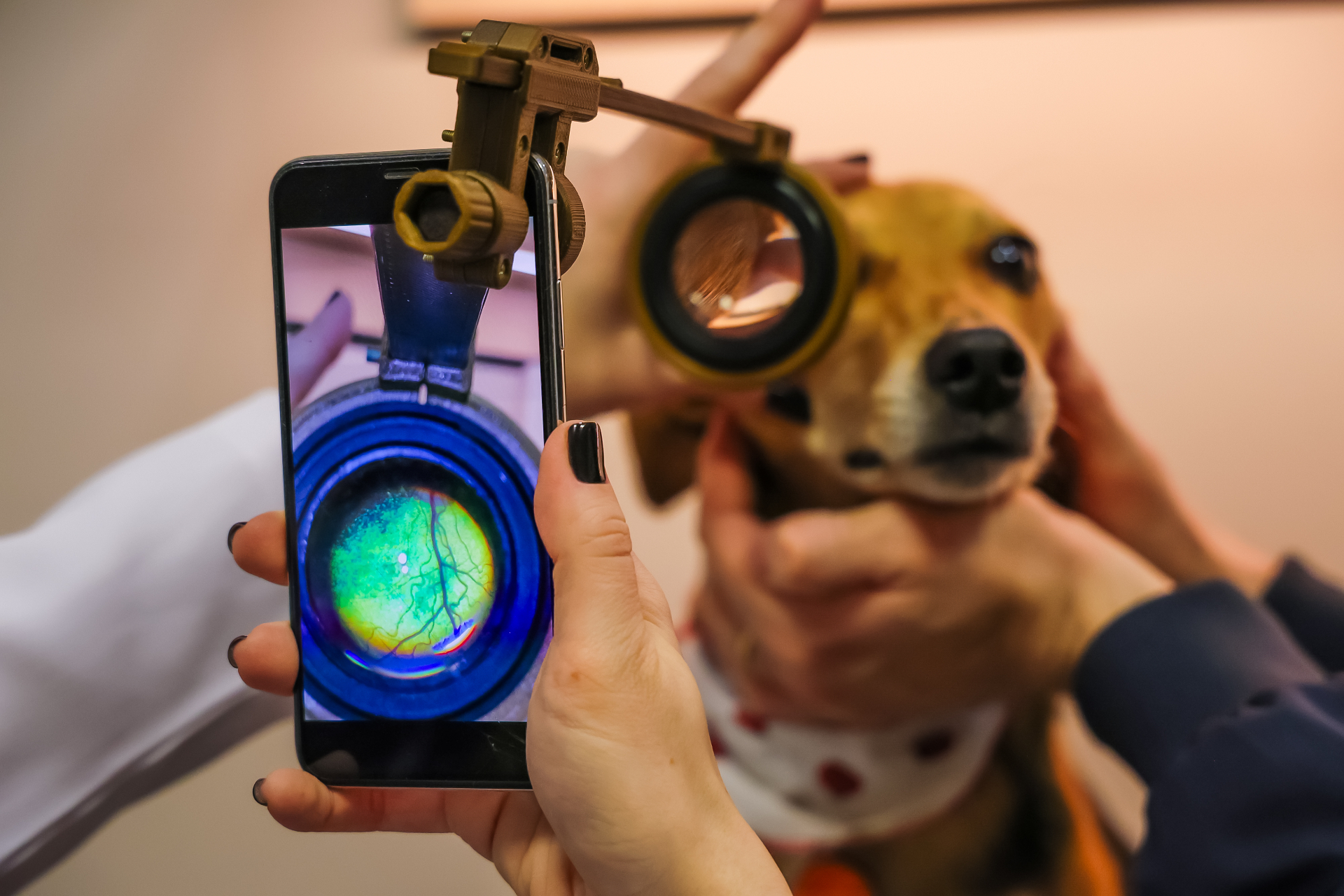 Exame de fundo de olho em cão